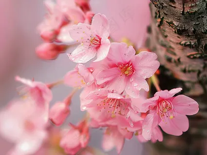 春日樱花花朵摄影图 春日樱花花朵摄影图