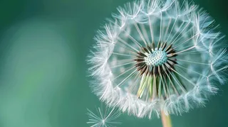 蒲公英飘零摄影图