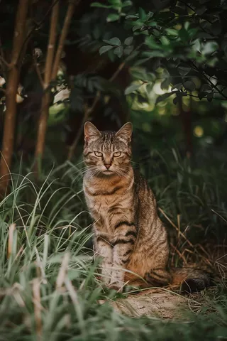 猫咪宠物猫可爱动物摄影图