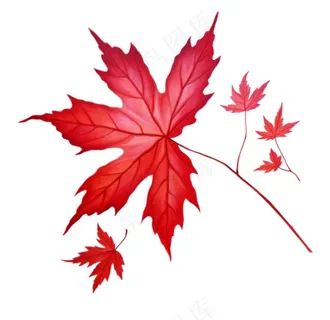 红色枫叶秋季卡通插画免抠