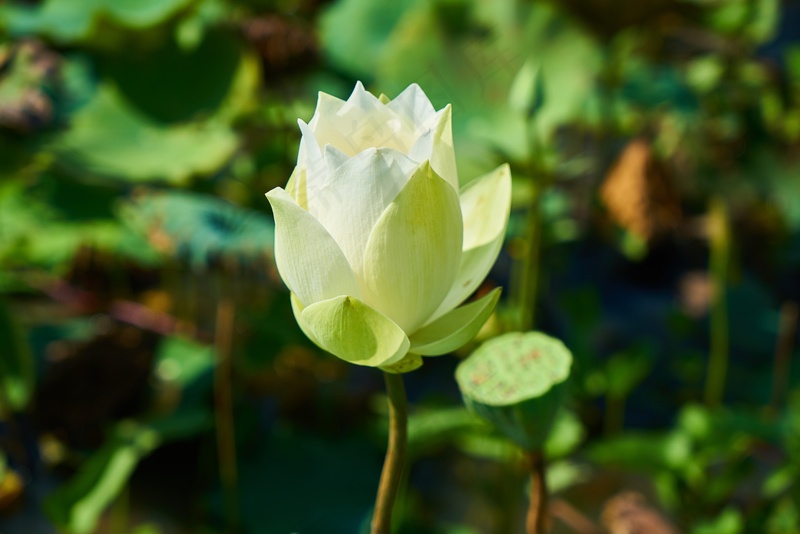 白色花朵花蕾