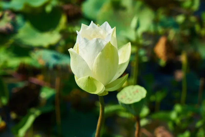 白色花朵花蕾