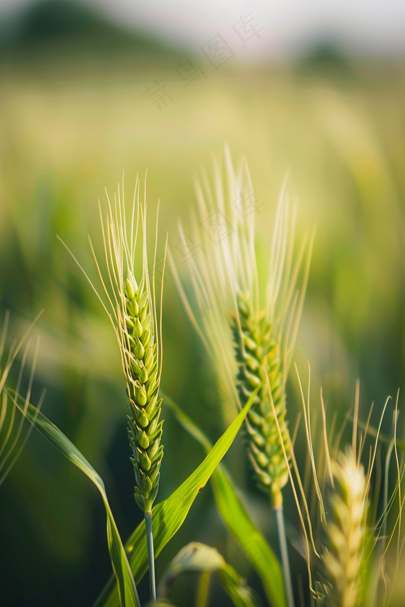 绿色小麦麦穗小满芒种摄影图