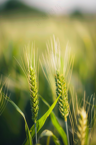 绿色小麦麦穗小满芒种摄影图