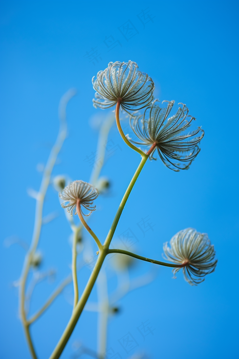 蓝色背景野葱开花的种子摄影图