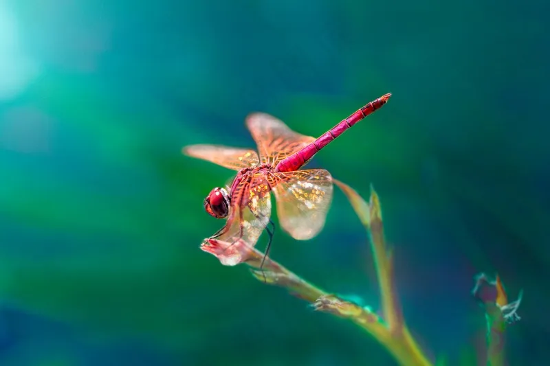 蜻蜓舞动绿意间