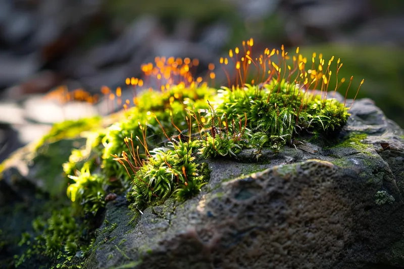 苔藓石壁上生长的苔藓春天摄影图(4032x2688)