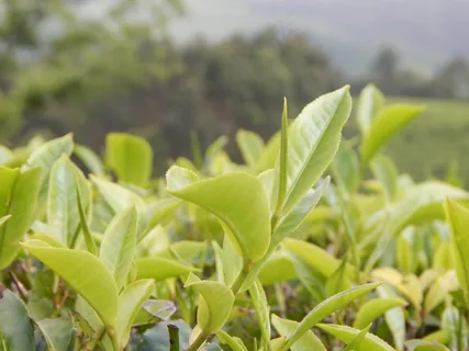 户外茶园茶叶 户外茶园茶叶