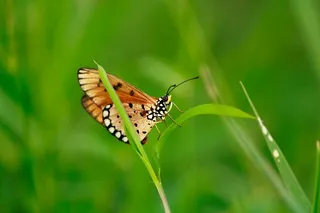 清晨露珠下的蝶境探秘