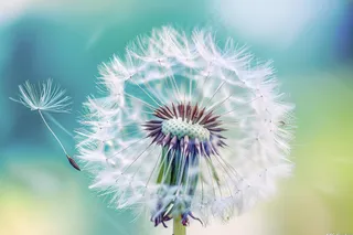 蒲公英白色摄影图