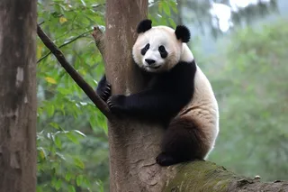 大熊猫国宝动物保护动物摄影图