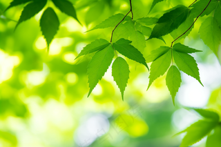 春天阳光下的绿叶绿植树枝摄影图