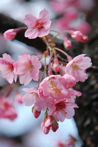 春日樱花花朵摄影图