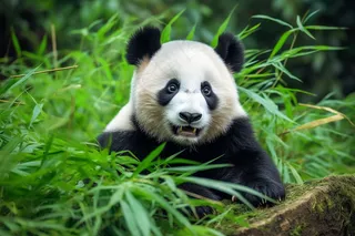大熊猫国宝动物保护动物摄影图