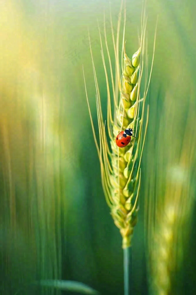 绿色小麦麦穗上的瓢虫昆虫小满芒种摄影图(896x1344)