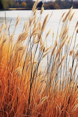 秋冬湖边芦苇花干枯黄色摄影图