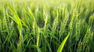 小麦绿色麦穗小满芒种粮食丰收摄影图