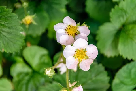 植物花园草莓花朵盛开3