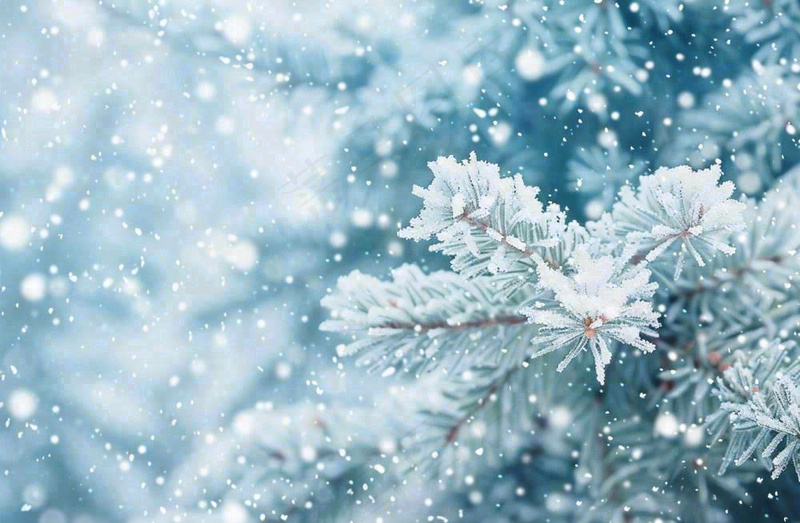 冬天松树上挂满了白雪雾凇立冬霜降冬至大雪摄影图(1344x880)