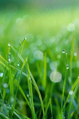春天绿草地草坪绿叶上的露珠清晨立春惊蛰谷雨摄影图