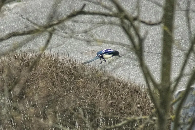 户外喜鹊鸟类生物