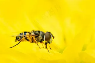 花间舞者：黄蜂与花的共生瞬间