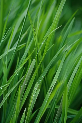 春天嫩芽小草草地摄影图