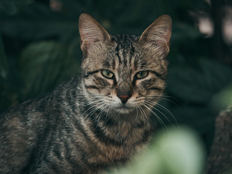 猫狸花猫草丛严肃眼神