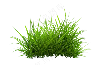 嫩青草草丛