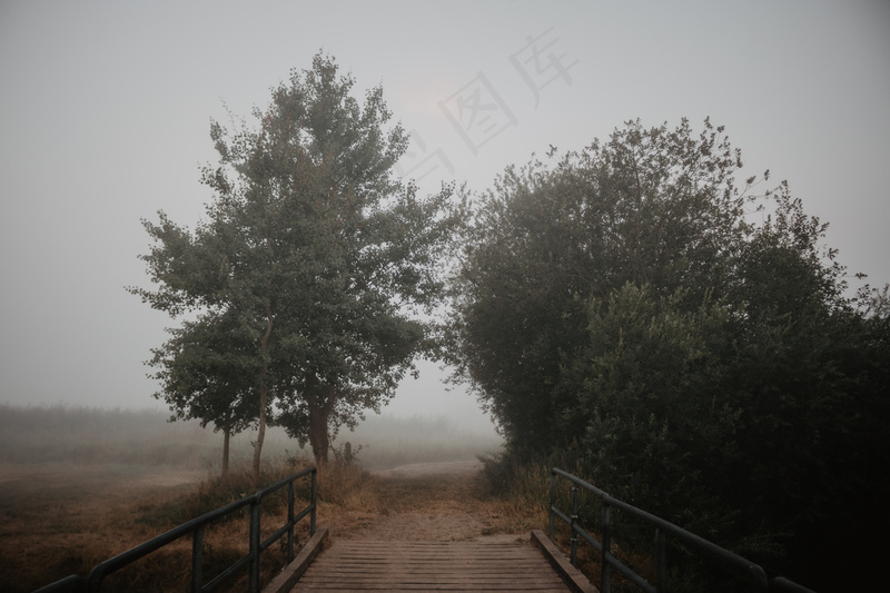 云雾森林图片