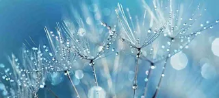 白色蒲公英上的露水白露摄影图