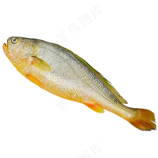黄花鱼透明素材