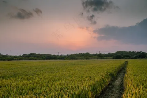 稻田稻穗图片