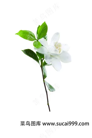 植物茉莉清新简约风绿色海报主图详情页