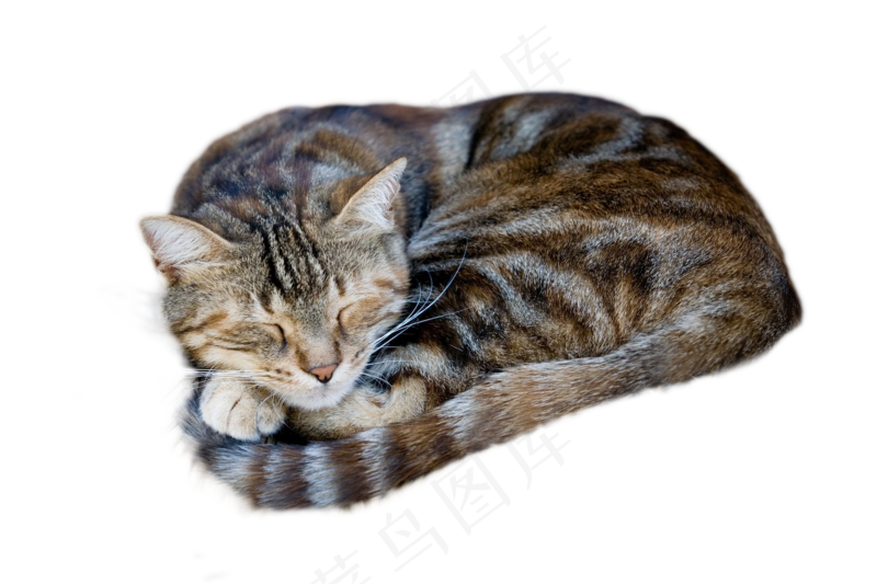 可爱猫咪摄影