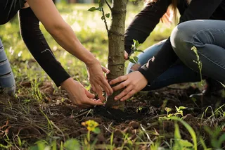 植树树苗保护环境摄影图
