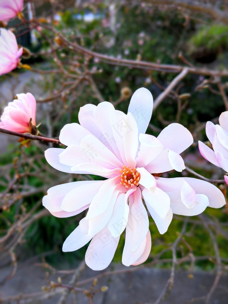 户外玉兰花花朵