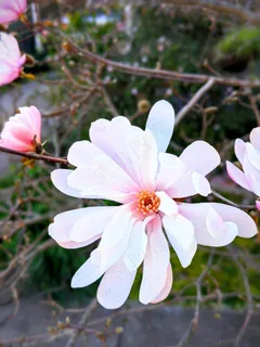 户外玉兰花花朵 户外玉兰花花朵
