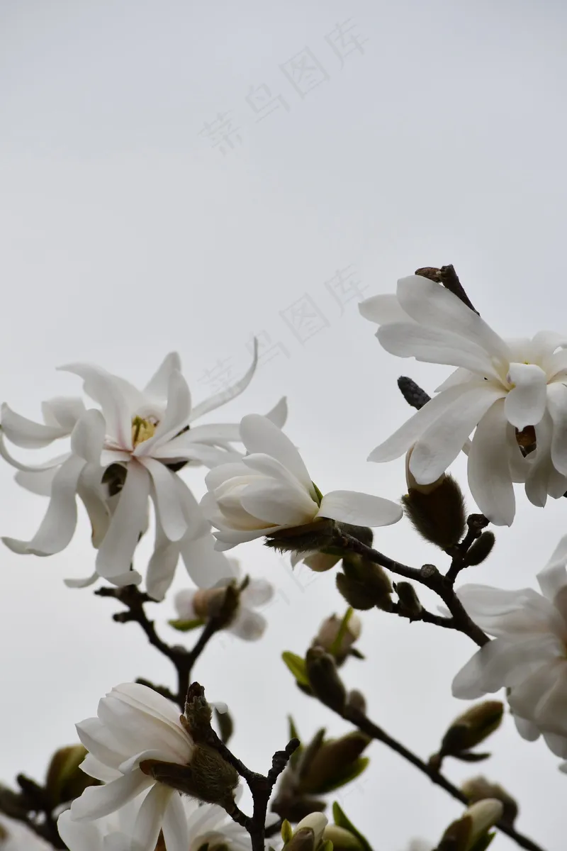 户外玉兰花花朵 户外玉兰花花朵