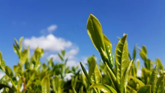 户外绿色茶叶 户外绿色茶叶