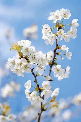 春日樱花花朵摄影图