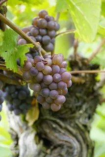 藤条上的葡萄水果