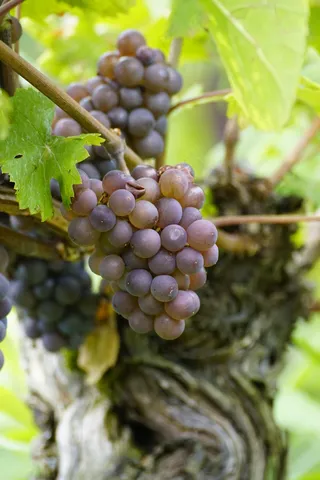 藤条上的葡萄水果