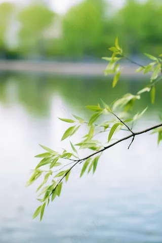 春天树枝抽新芽绿意立春春分摄影图