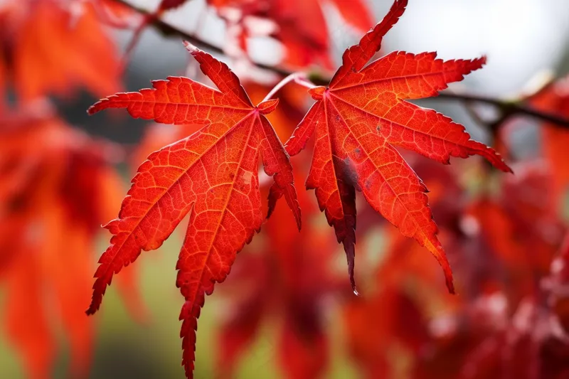 秋日火红的枫叶摄影图(4032x2688)