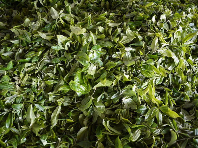 户外茶叶茶园