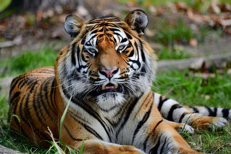 老虎动物园草地上趴着的老虎摄影图(4032x2688)