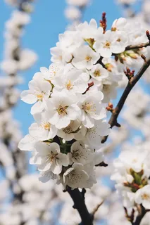 春天立春李子花白梅花梨花摄影图 春天立春李子花白梅花梨花摄影图