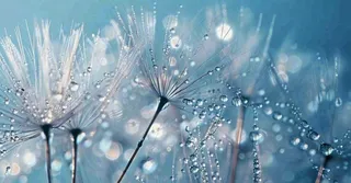 白色蒲公英上的露水白露摄影图