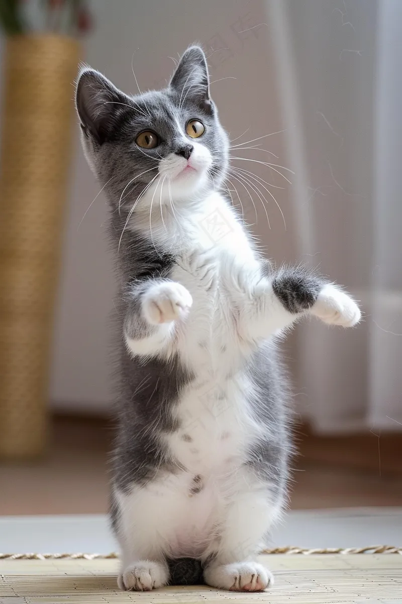 猫咪宠物猫可爱动物摄影图(2688x4032)
